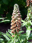 Digitalis parviflora | Foxglove | 20_Seeds