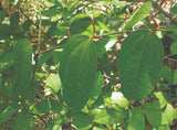 Dioscorea hamiltonii | 20_Seeds