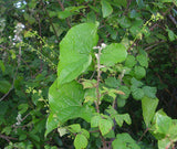 Dioscorea hamiltonii | 20_Seeds