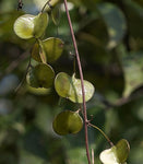 Dioscorea oppositifolia | Chinese Wild Yam | Cinnamon Vine | 20_Seeds