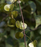 Dioscorea oppositifolia | Chinese Wild Yam | Cinnamon Vine | 20_Seeds