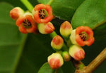 Diospyros lotus | Caucasian Lilac Persimmon | Date Plum | 5_Seeds