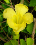 Dolichandra unguis cati | Cats Claw Trumpet | Funnel Creeper |10_Seeds