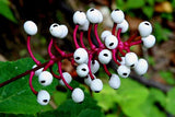 Actaea pachypoda | Dolls Eyes | White Baneberry | Cohosh | 10_Seeds