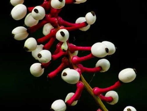 Actaea pachypoda | Dolls Eyes | White Baneberry | Cohosh | 10_Seeds