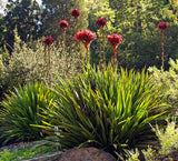 Doryanthes excelsa | Giant Flame Lily | 10_Seeds