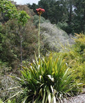 Doryanthes excelsa | Giant Flame Lily | 10_Seeds