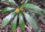 Dracaena terniflora | Dwarf | Wild | 10_Seeds