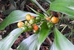 Dracaena terniflora | Dwarf | Wild | 10_Seeds
