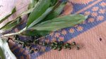 Dracaena terniflora | Dwarf | Wild | 10_Seeds