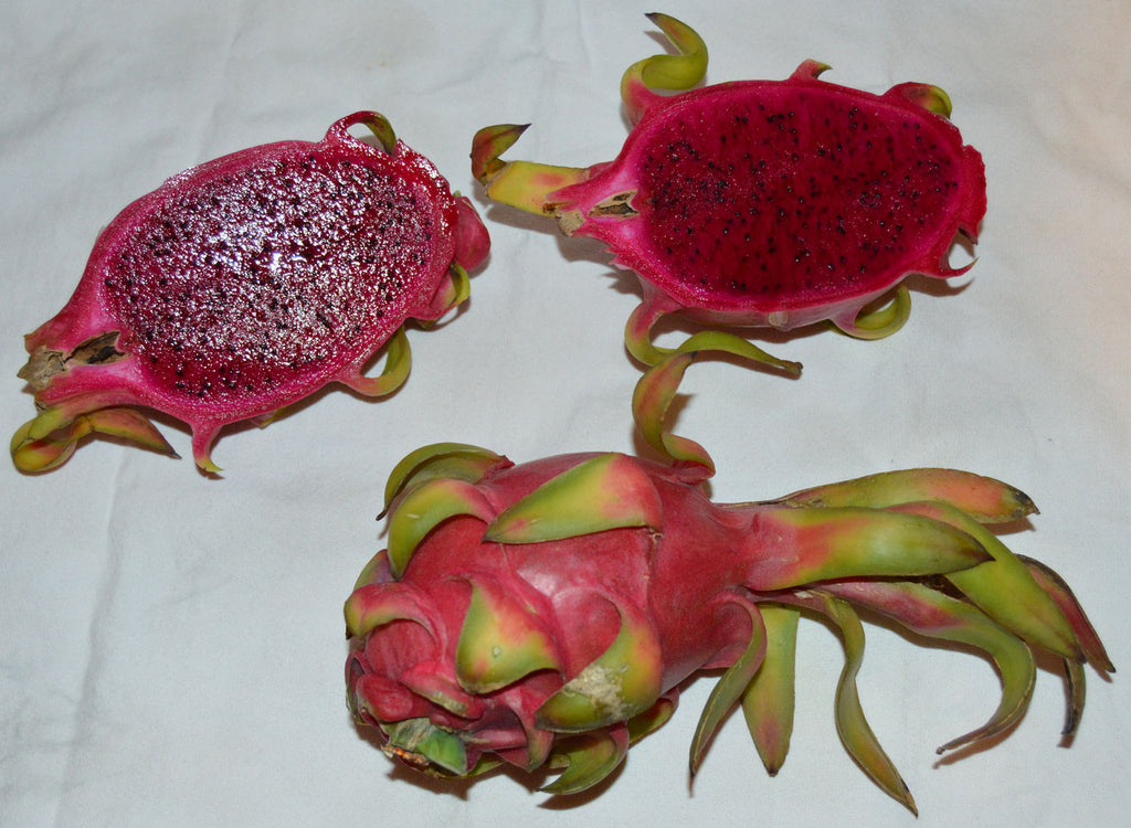 Dragon Fruit - Hylocereus triangularis – Smart Seeds Emporium