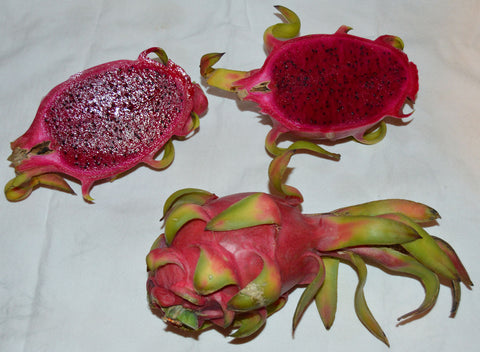 Hylocereus costaricensis | polyrhizus | Dragon Fruit | Pitajaya | 20_Seeds