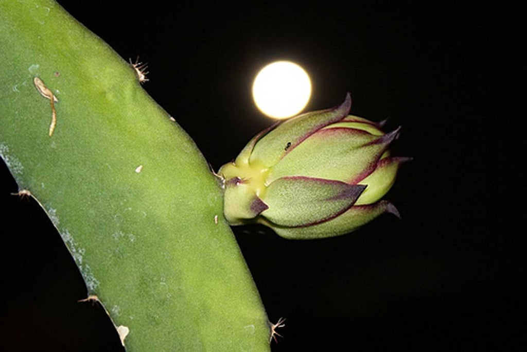 Dragon Fruit - Hylocereus triangularis – Smart Seeds Emporium