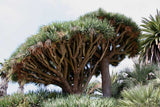 Dracaena draco | Canary Islands Dragon Tree | 10_Seeds