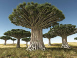 Dracaena draco | Canary Islands Dragon Tree | 10_Seeds