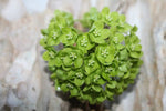 Dregea volubilis | Hemajivanti | Wattakaka volubilis | Green Milkweed | 10_Seeds