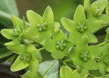 Dregea volubilis | Hemajivanti | Wattakaka volubilis | Green Milkweed | 10_Seeds