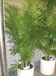 Dypsis lutescens | Areca & Butterfly & Golden Cane & Madagascar Palm | 5_Seeds