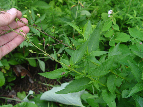 Scrophularia lanceolata | Lanceleaf Figwort | Early Figwort | 100_Seeds
