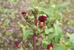 Scrophularia lanceolata | Lanceleaf Figwort | Early Figwort | 100_Seeds