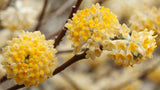 Edgeworthia chrysantha | Oriental Paperbush | Mitsumata | 50_Seeds