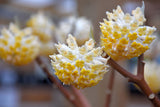 Edgeworthia chrysantha | Oriental Paperbush | Mitsumata | 50_Seeds