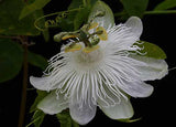 Passiflora eichleriana | Passionflower | Passion Vine | 20_Seeds