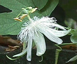Passiflora eichleriana | Passionflower | Passion Vine | 20_Seeds