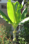 Ensete glaucum | Snow Banana | 5_Seeds