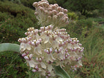 Asclepias eriocarpa | Indian Kotolo Milkweed | Woollypod | 10_Seeds