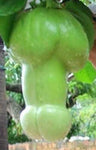 Passiflora quadrangularis Erotica | Penis Passionfruit | 5_Seeds