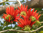 Erythrina arborescens | Coral Tree | 5_Seeds