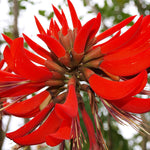 Erythrina variegata | Thorny Dadap | Easter Flower |Indian Coral Tree | 5_Seeds