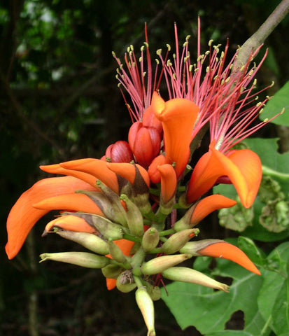 Erythrina variegata | Thorny Dadap | Easter Flower |Indian Coral Tree | 5_Seeds
