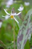 Erythronium albidum | White Fawnlily | Trout Lily | Adders Tongue | 10_Seeds