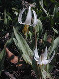 Erythronium albidum | White Fawnlily | Trout Lily | Adders Tongue | 10_Seeds