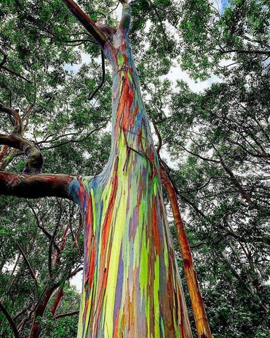  Eucalyptus deglupta | Rainbow-Eucalyptus | Mindanao Gum | 100_Seeds – buyrareseeds 