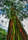 Eucalyptus deglupta | Rainbow-Eucalyptus | Mindanao Gum | 100_Seeds