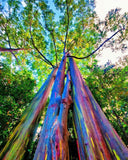 Eucalyptus deglupta | Rainbow-Eucalyptus | Mindanao Gum | 100_Seeds