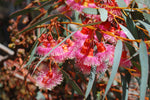 Eucalyptus torquata | Coolgardie & Coral Gum | 50_Seeds