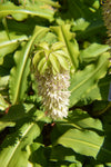 Eucomis bicolor | Variegated Pineapple Lily | 10_Seeds