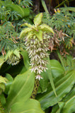 Eucomis bicolor | Variegated Pineapple Lily | 10_Seeds