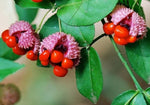 Euonymus americanus | American Strawberry Bush | Bursting Heart | 10_Seeds