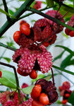Euonymus americanus | American Strawberry Bush | Bursting Heart | 10_Seeds