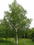 Betula pendula | European White Silver Warty Birch | 50_Seeds