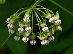 Asclepias exaltata | Poke & Tall Milkweed | 10_Seeds