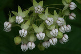 Asclepias exaltata | Poke & Tall Milkweed | 10_Seeds