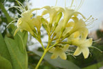 Fagraea fragrans | Ironwood | Tembusu | 10_Seeds