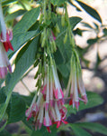 Fuchsia boliviana Alba | 100_Seeds