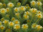Phylica pubescens | Featherhead | Flannel Flower | 50_Seeds